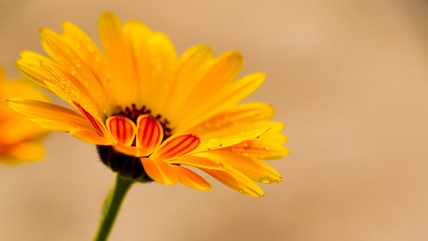 The Power of Calendula Extract: Why Your Skin Loves It