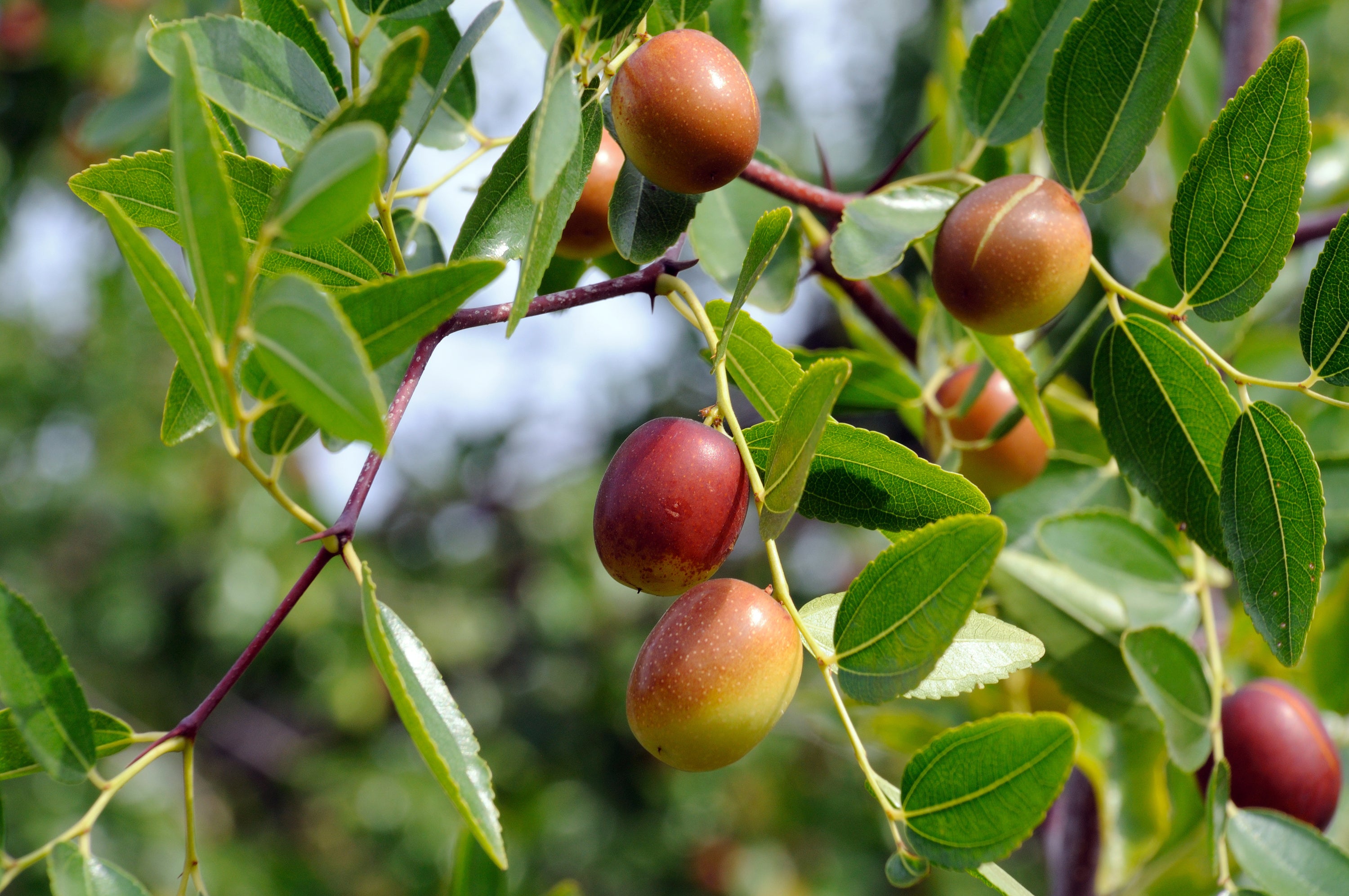 Jojoba Oil for Radiant Skin: How Kajo Products Leverage Its Versatilit ...